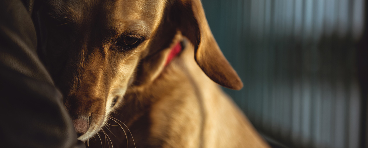 Franklin County Animal Care And Control Surrender